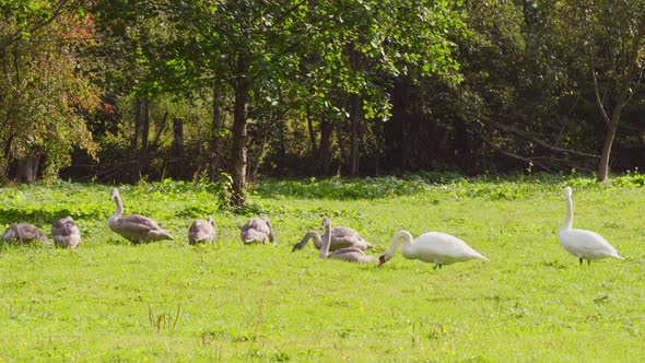 Swans parents and their children on the lawn