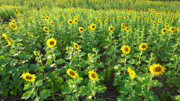 4K Beautiful aerial view of sunflowers, sunflowers blooming in the wind