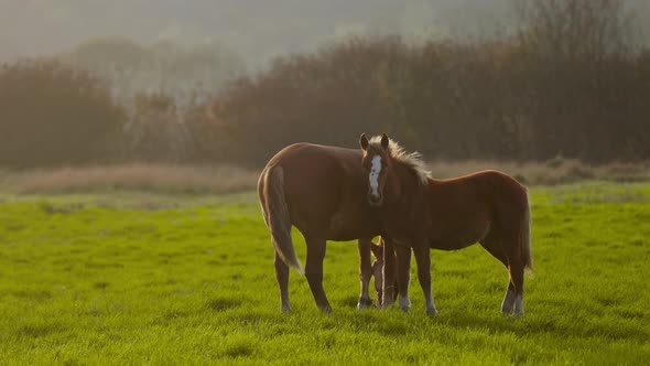 General Shot of the Silhouettes of Brown Horses Grazing in Green Meadow in Rays of Dawn Yellow Sun