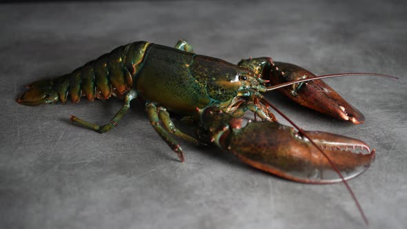 Lobster 80