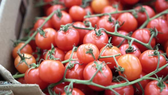 Cherry Tomatoes Closeup