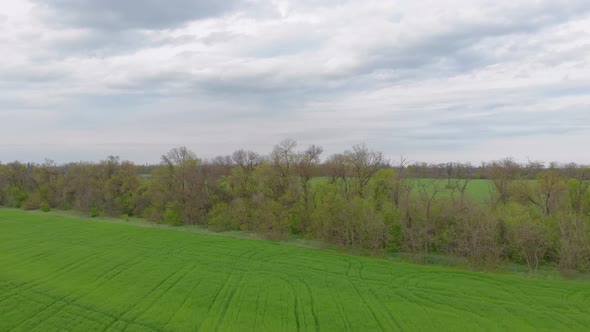 Green Field And City