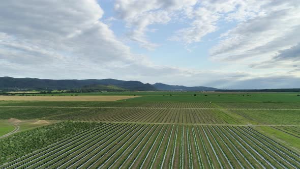 Blueberry field Aerial