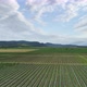 Blueberry field Aerial - VideoHive Item for Sale