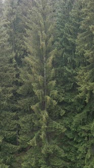 Aerial View of Trees in the Forest