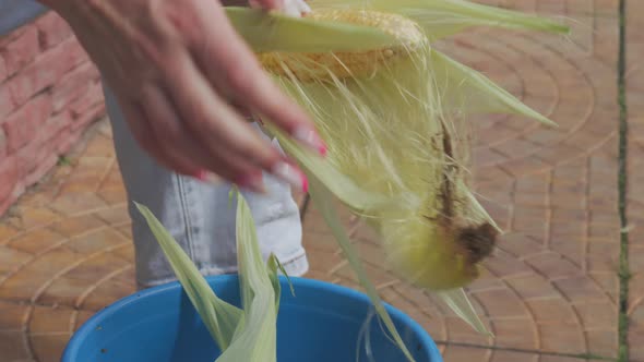 Hands peeling a freshly picked, locally sourced ear of corn.