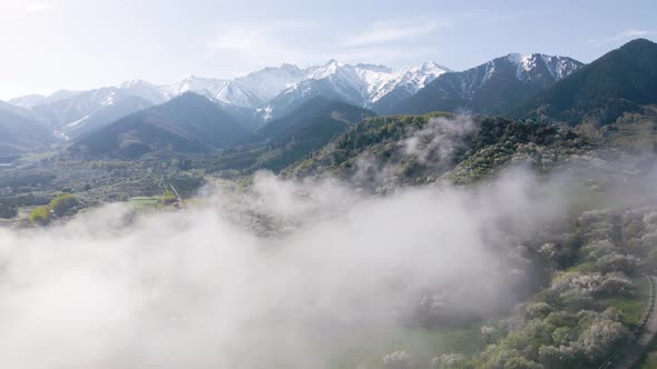 Aerial View of Blooming Apple Garden in the Mountains in Kazakhstan