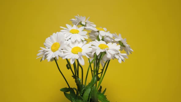 Bouquet Chamomile Flowers on Yellow Background