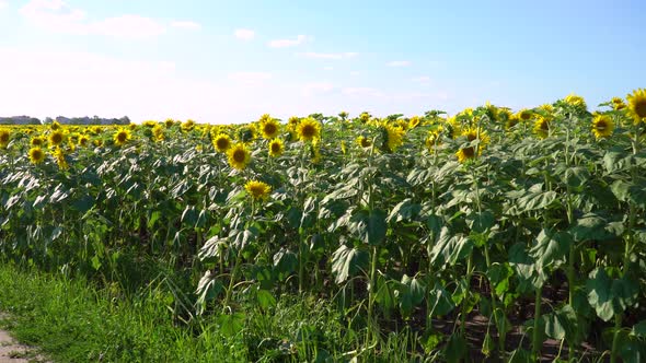 Beautiful Sunflowers Grow On The Field