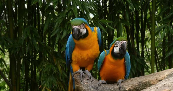 Blue-and-yellow Macaw, ara ararauna, Adults Beak in Beak, Reel Time 4K