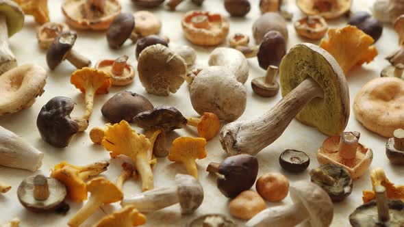 Autumn Fall Composition. Various Kinds of Forest Raw Mushrooms on Rustic Table