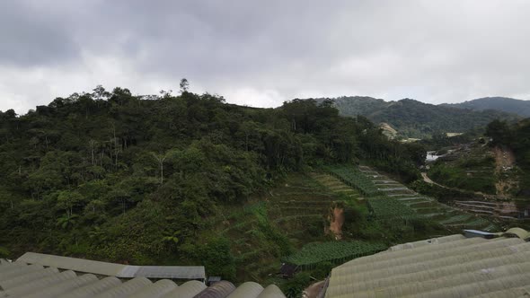 Cameron Highlands, Pahang Malaysia