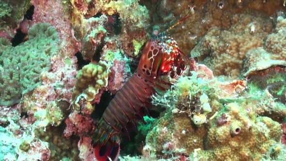 Smashing Mantis Shrimp (Odontodactylus scyllarus) standing on coral reef pan shot around animal