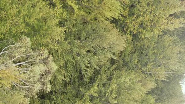 Vertical Video Aerial View of Trees in the Forest