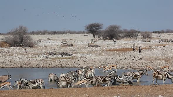 Zebras And Antelopes At Etosha Waterhole