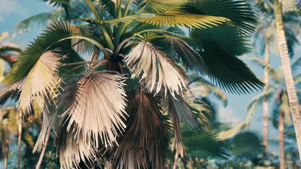 Tropical Palms and Plants at Sunny Day