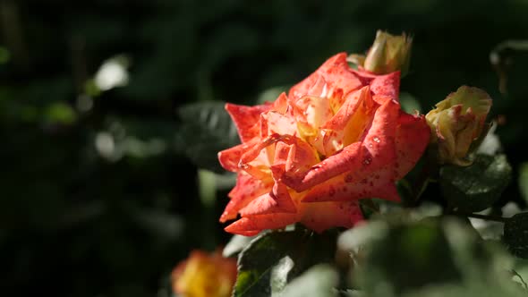 Plant of the genus Rosa shallow DOF  4K 2160p 30fps UltraHD footage - Close-up  petals of orange gar