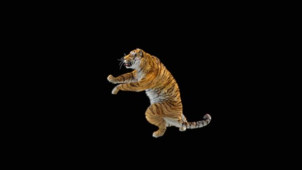 76 Tiger Standing Magic Attack HD