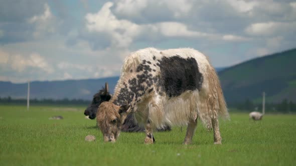 Mottled White Yak Grazing on Pasture