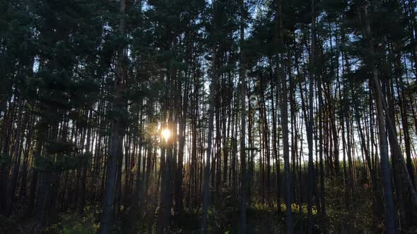 The Sun's Rays Break Through The Dense Forest