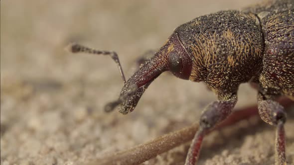 Beetle Weevil of Otiorhynchus Otiorrhynchus Curculionidae on the Sand Ground