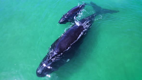 Right whale calf sticking close to mom for protection in shallows, drone view