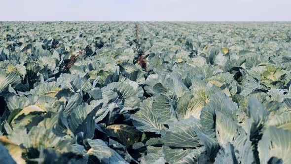 Massive Field with Lots of Ripe Cabbage