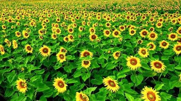 Blooming sunflower field. Agriculture in Poland. Production of sunflower oil.