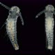 Late-stage Worm Larva Nektoheta Under a Microscope, Family Spionidae, Class Polychaeta - VideoHive Item for Sale