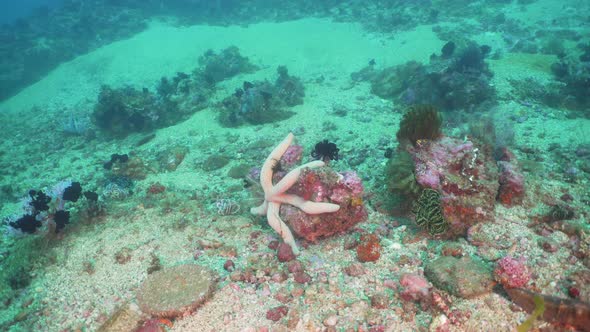 Starfish on Coral. Philippines, Mindoro