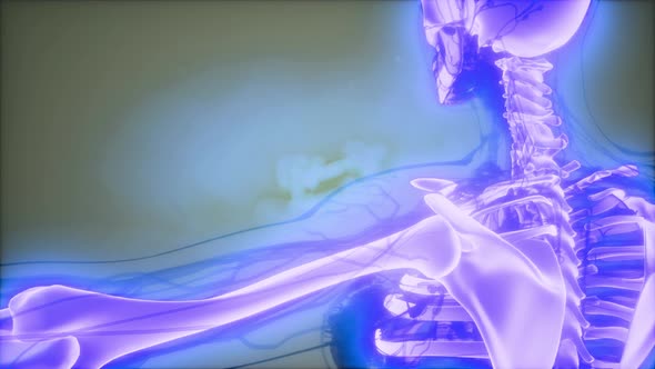 Transparent Human Body with Visible Bones alt