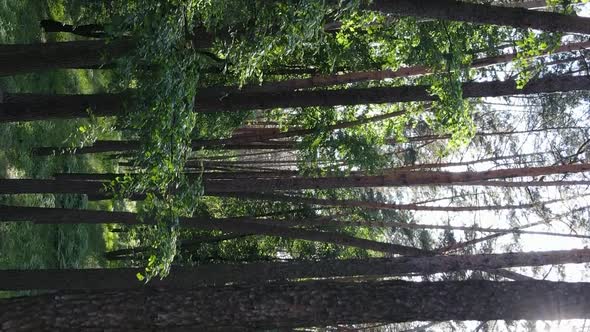 Vertical Video Aerial View Inside a Green Forest with Trees in Summer