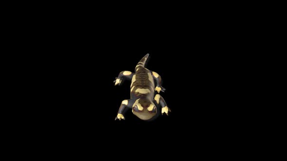 Fire Salamander Walk 2