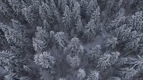 Aerial View of the Winter Forest Down From the Camera Raising to the Horizon