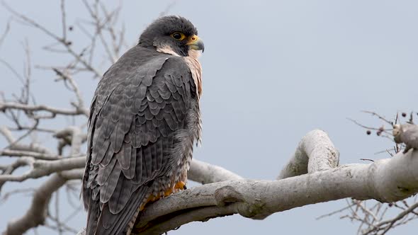 Peregrine Falcon Video Clip