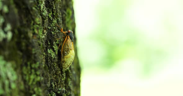 Cicadas climb trees looking for a mate