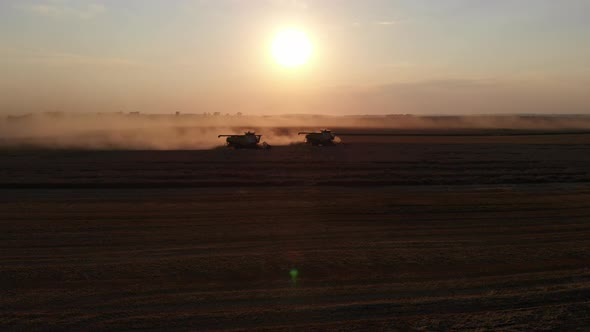 Harvest during summer sunset from the fields. Many combines harvesting wheat 