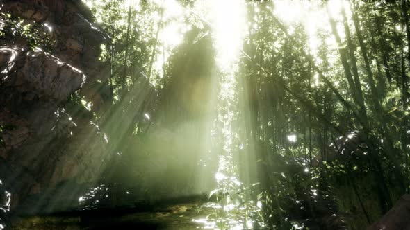 Lush Green Leaves of Bamboo Near the Shore of a Pond with Stones.