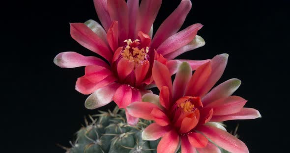 Red Cactus Flower Opening