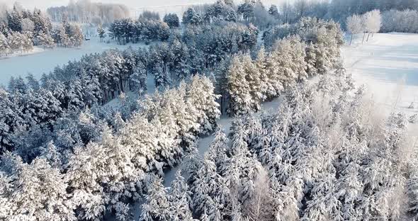 Trees Covered with Snow