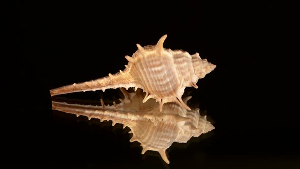 Prickly Sea Shell on Black, Rotation, Reflection, Close Up