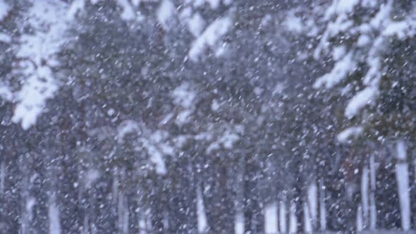 Snowfall Background in Winter Pine Forest with Snowy Christmas Trees