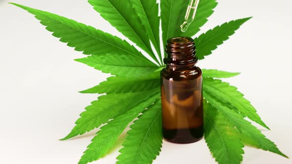 Dripping Hemp Essential Oil Into Bottle on White Background