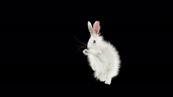 Rabbit Dancing 4K