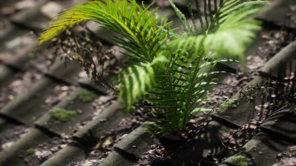 Moss and Fern on Old Roof