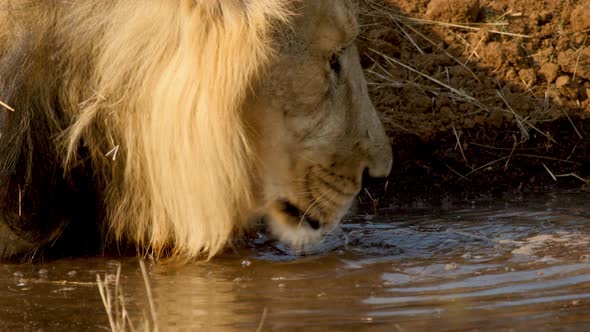 Close up shot of the Asiatic Male Lion Drinking water by lapping it up with his big Tongue as the wa