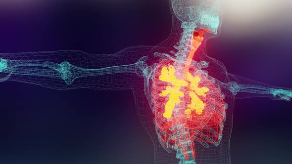 Human Respiratory System Lungs Anatomy,  visible lung, pulmonary ventilation