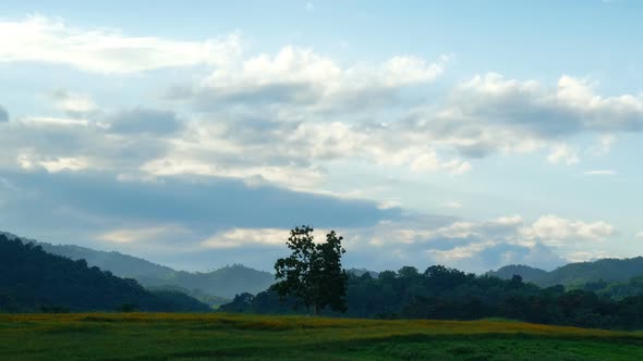 Lonely tree with cloud time lapse footage.