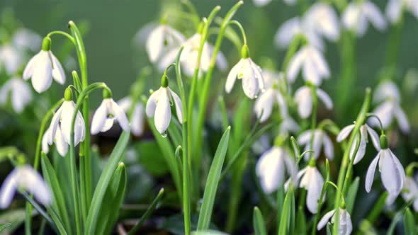 Fresh Snowdrop Flowers with Dew Bloom Fast in Sunny Spring Nature