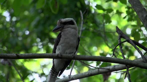 Kookaburra looking around in a tree